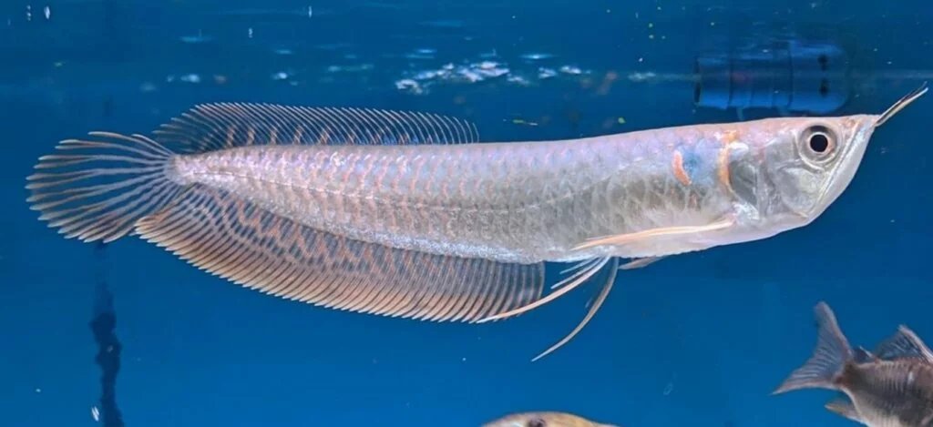 Silver Arowana