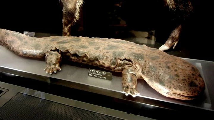 Japanese Giant Salamander