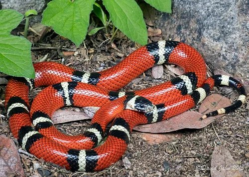 Sinaloan milk snake