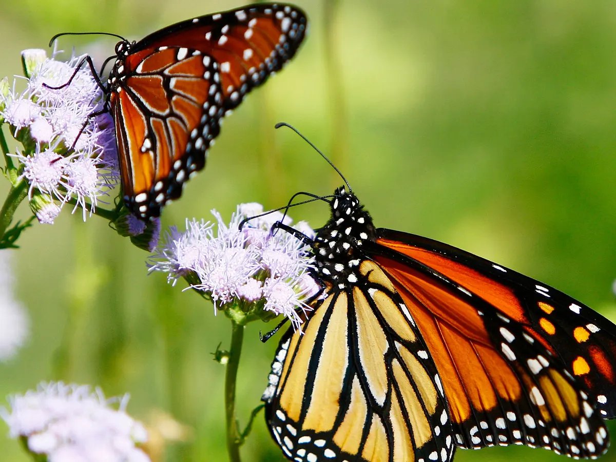 What is a Butterfly? 🦋