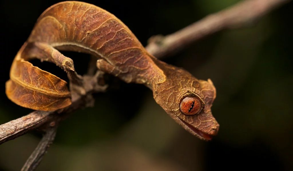 Devil Leaf-Tailed Geckos