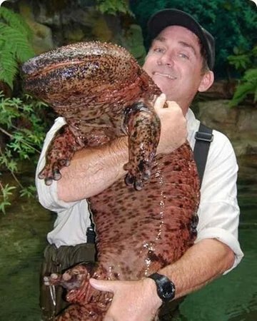Japanese Giant Salamander