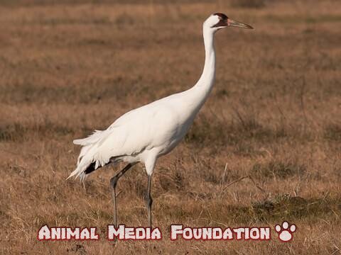 whooping crane
