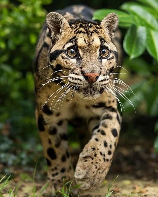 Clouded Leopard