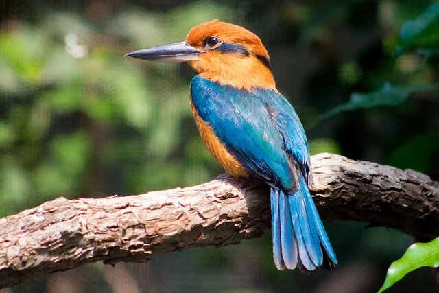GUAM KINGFISHER