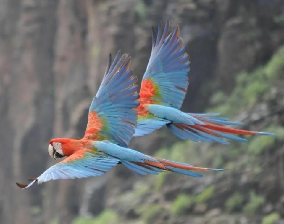 Green-Winged Macaw
