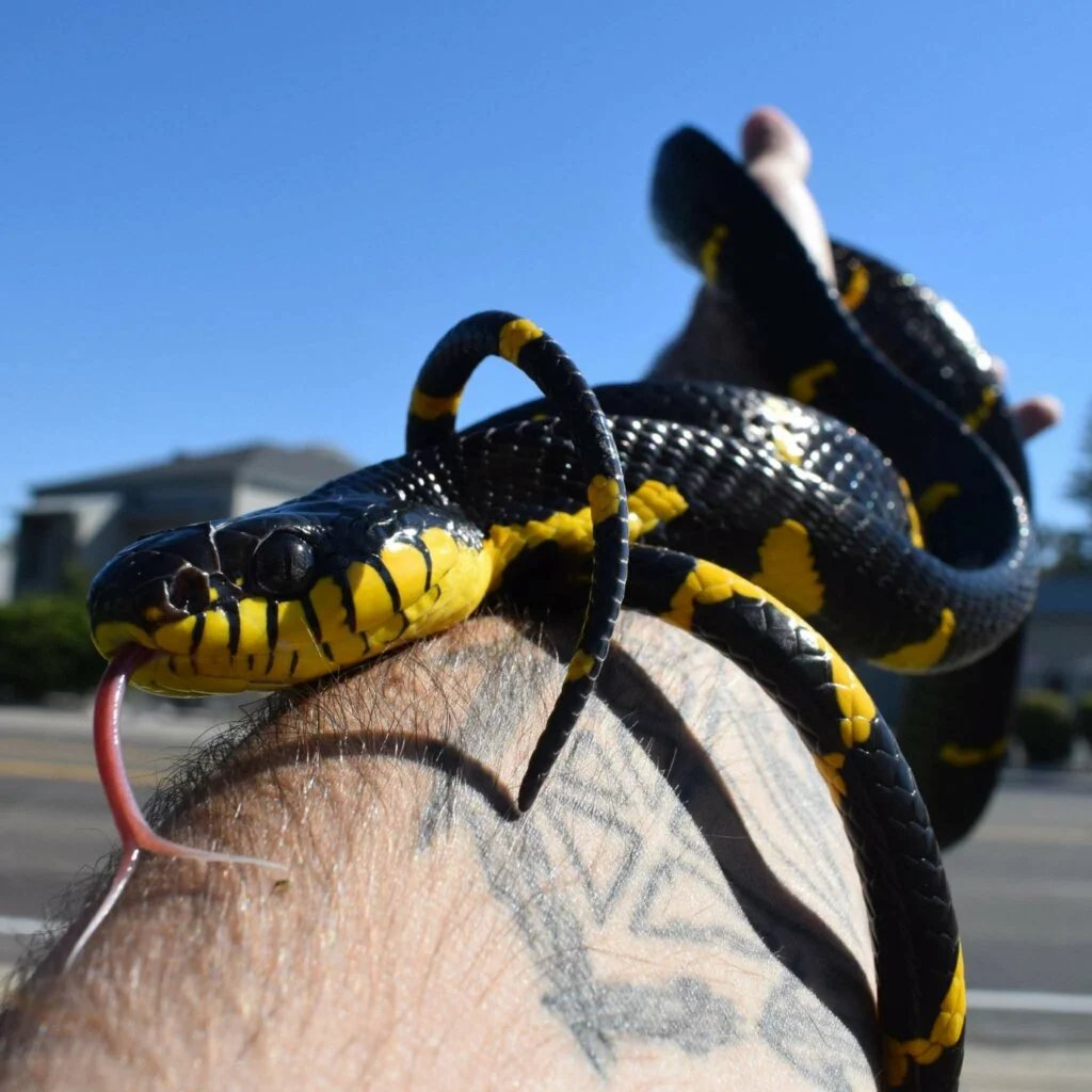 Mangrove snake