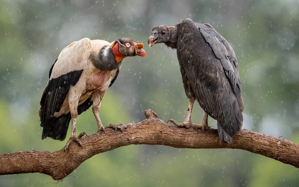 KING VULTURE