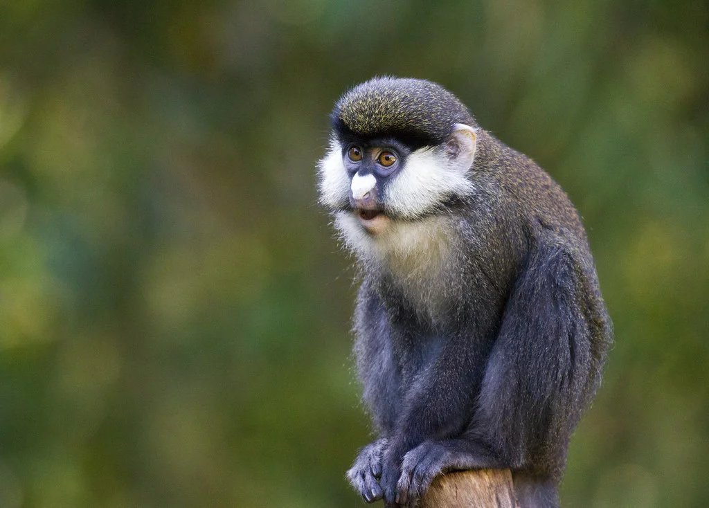 SCHMIDT'S RED-TAILED MONKEY