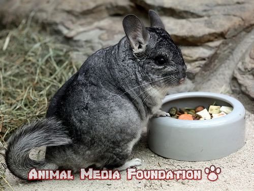 long-tailed chinchilla