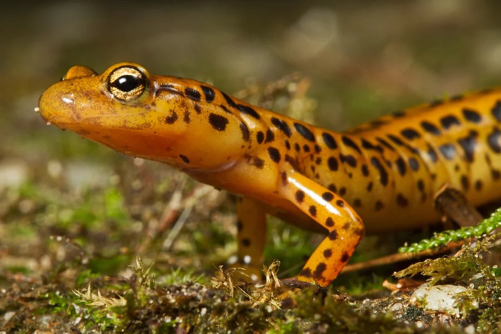 Long-tailed Salamander