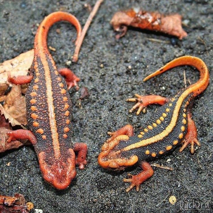 Emperor Newts