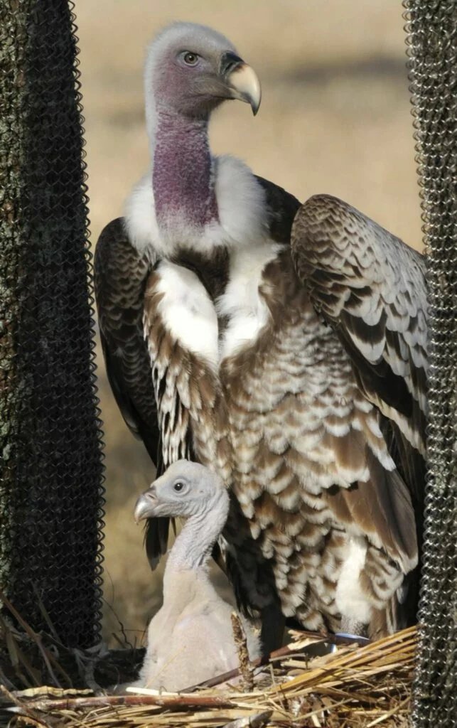 Ruppell's griffon vulture