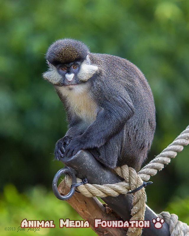 SCHMIDT'S RED-TAILED MONKEY