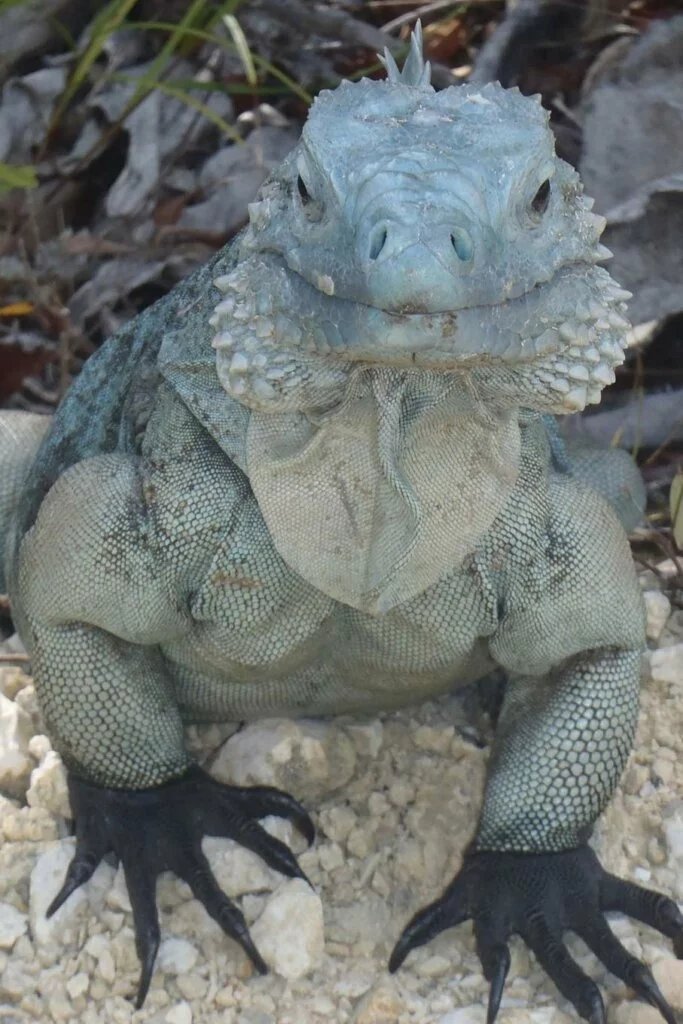 Grand Cayman Blue Iguana