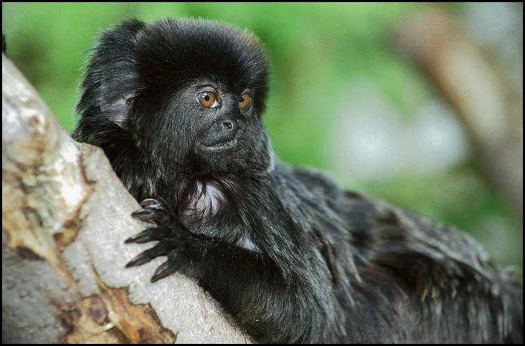 GOELDI'S MONKEY