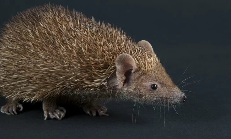 Greater Madagascar Hedgehog Tenrec