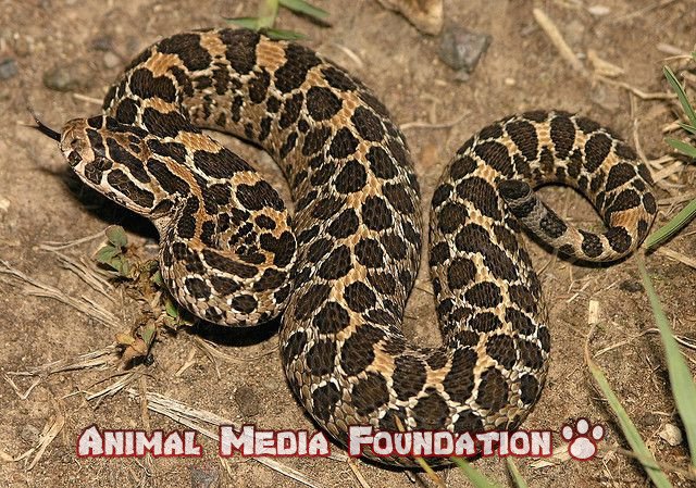 LANCE HEAD RATTLESNAKE