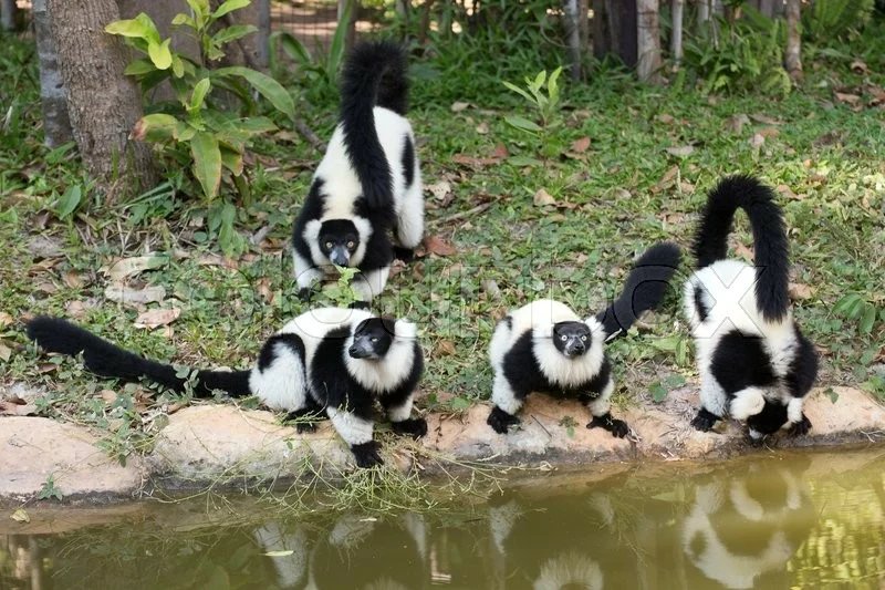 Black-and-White Ruffed Lemur