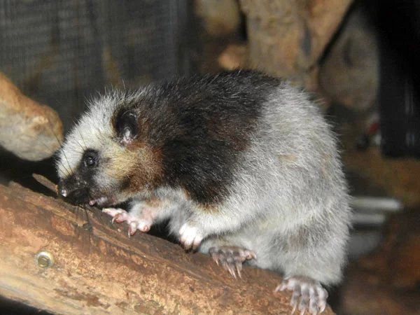 Northern Luzon giant cloud rat