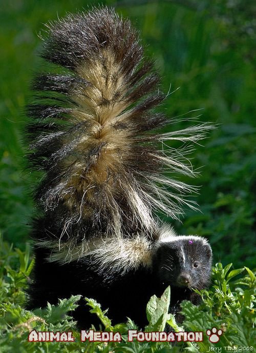 striped skunk