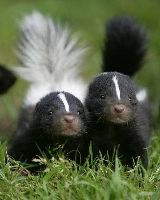 striped skunk