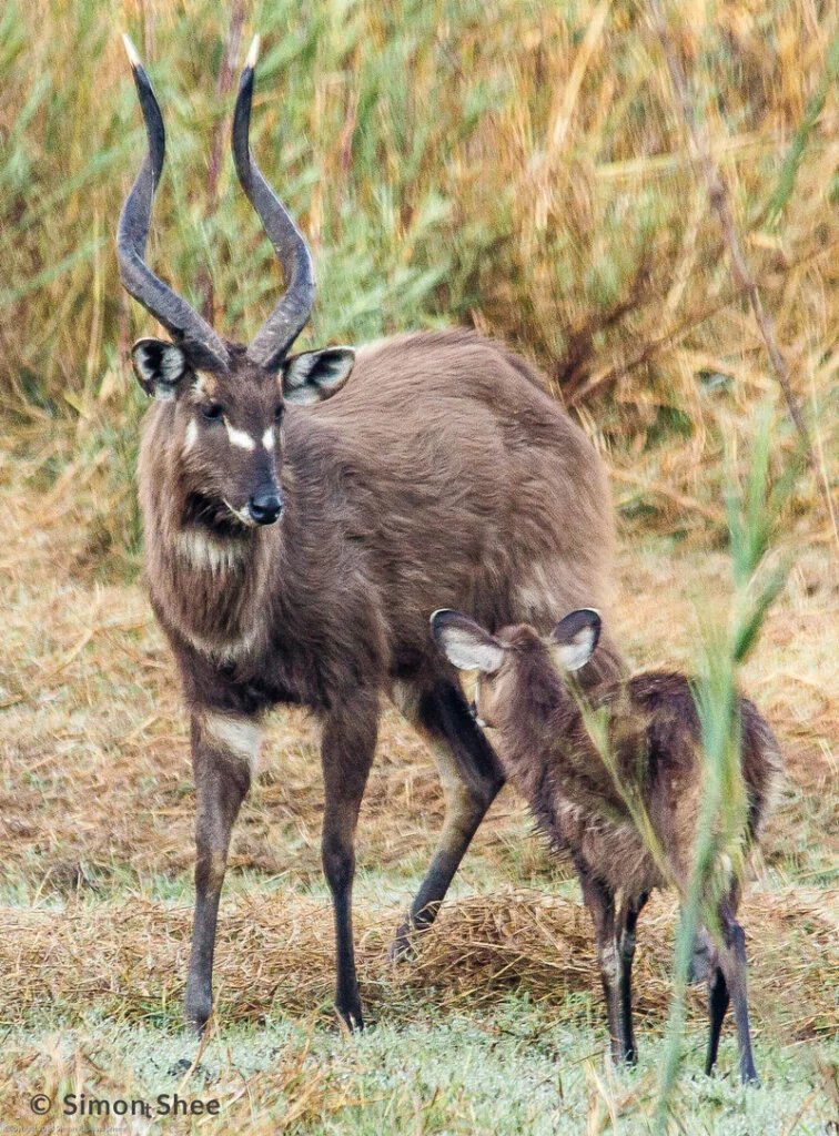 sitatunga