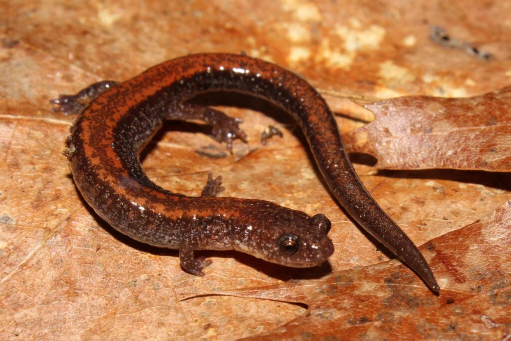 EASTERN RED-BACKED SALAMANDER