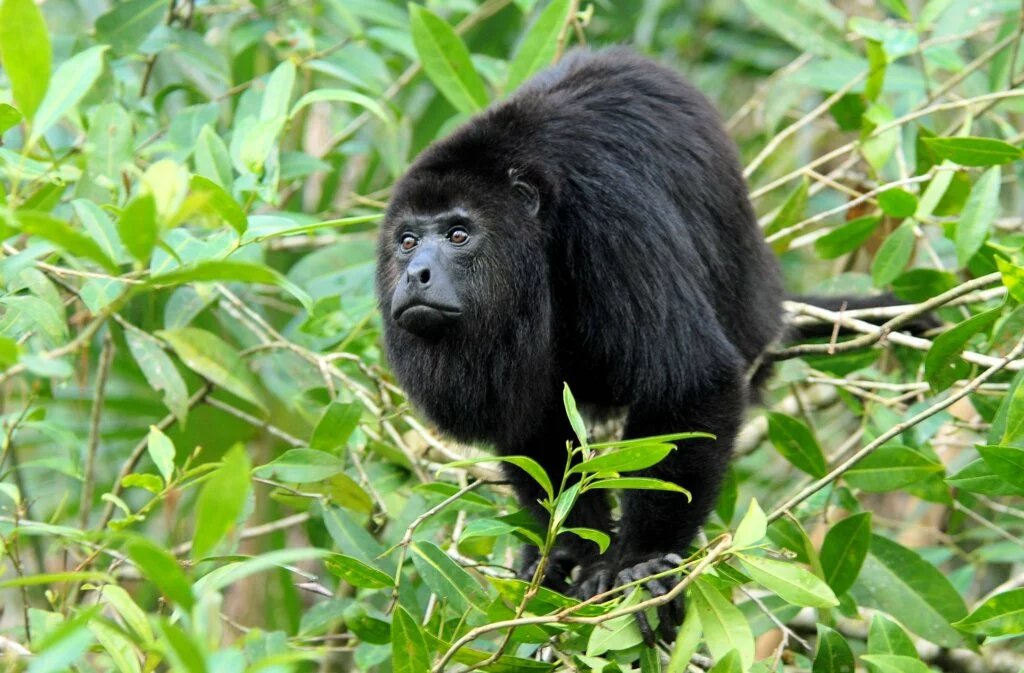 Black Howler Monkey