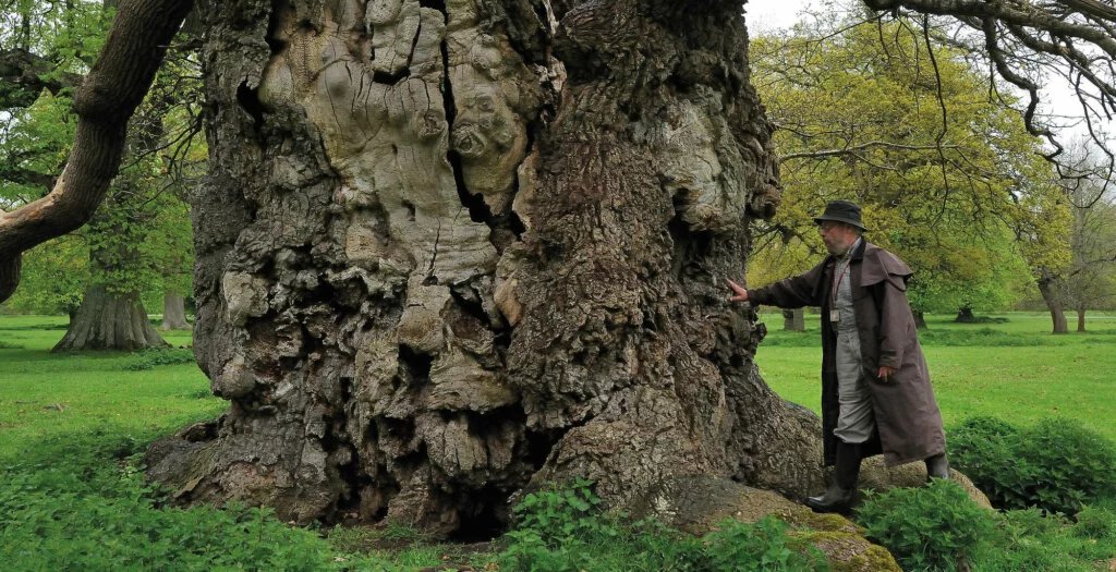 Ancient Oak Trees