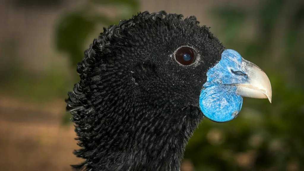 Blue-billed Curassow