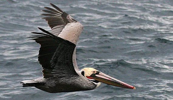 Brown Pelicans