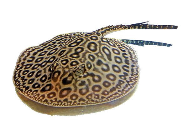 Freshwater Stingray
