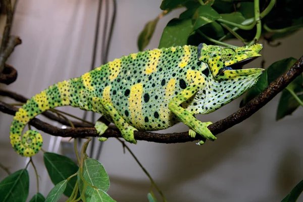 Meller's chameleon
