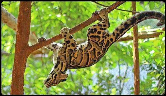 Clouded Leopard