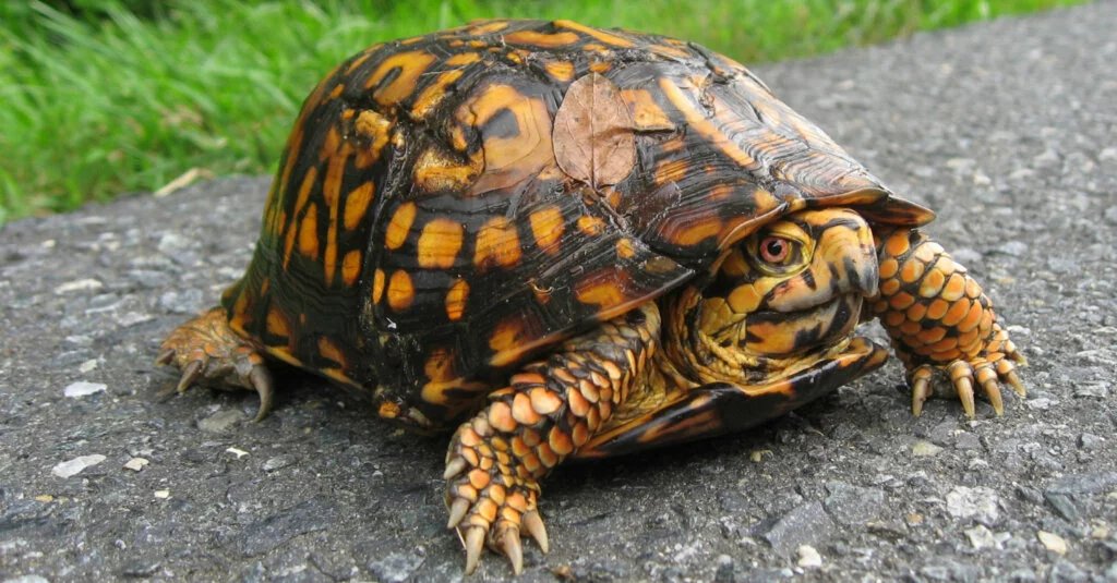 Eastern Box Turtle