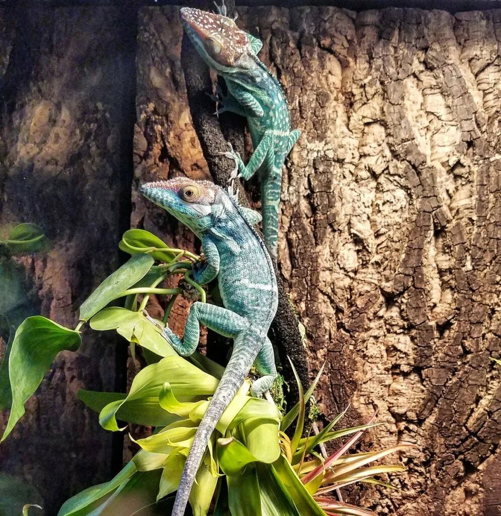 Smallwood's anole lizard