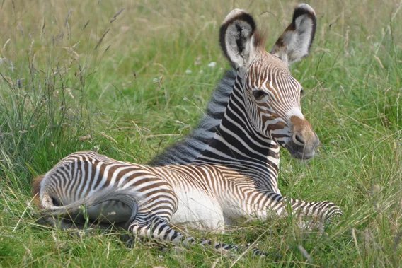 What is Grevy’s Zebra