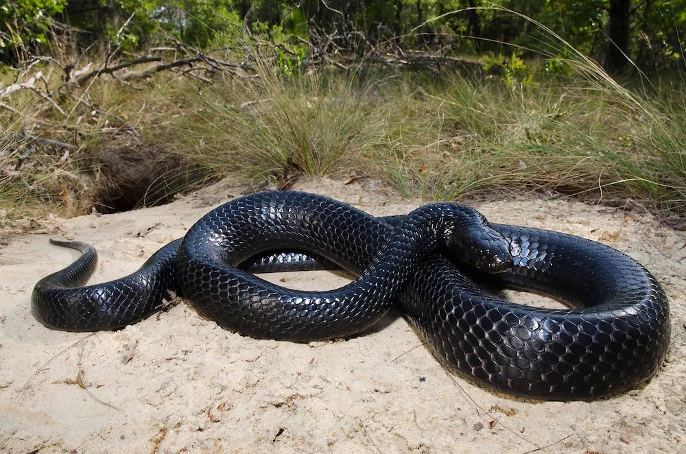 Eastern Indigo Snake