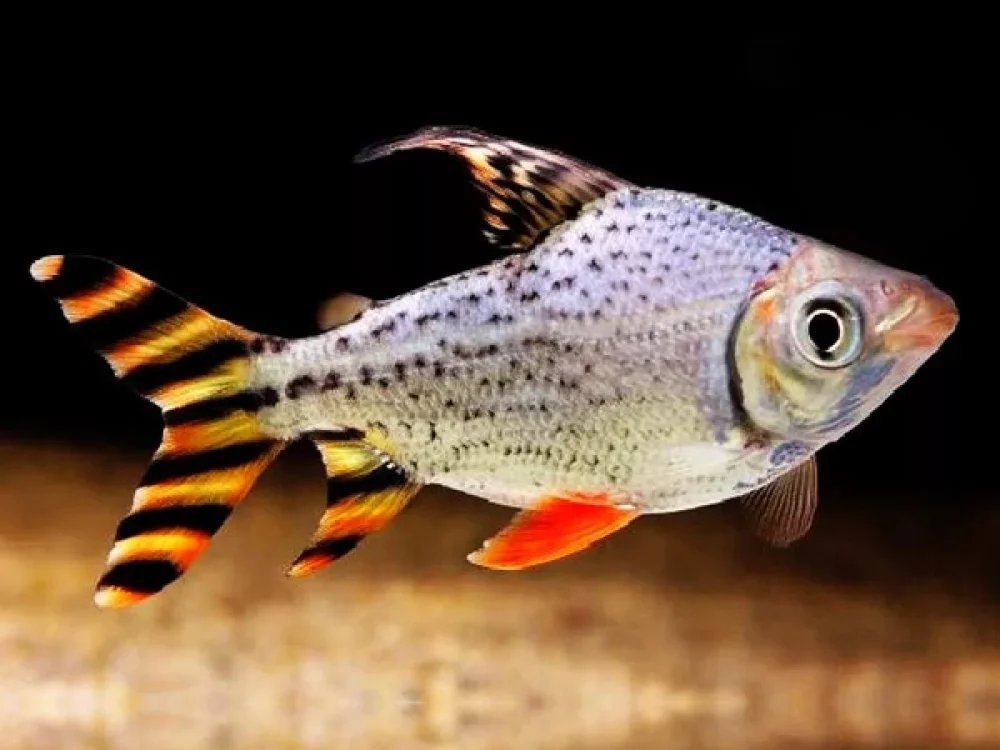 Flagtail Characid