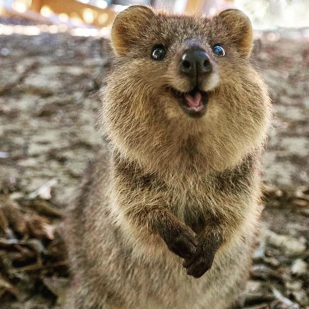 quokka