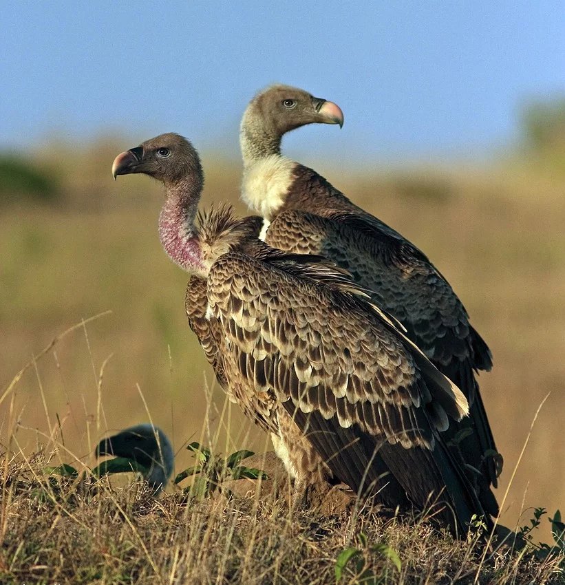 Ruppell's griffon vulture