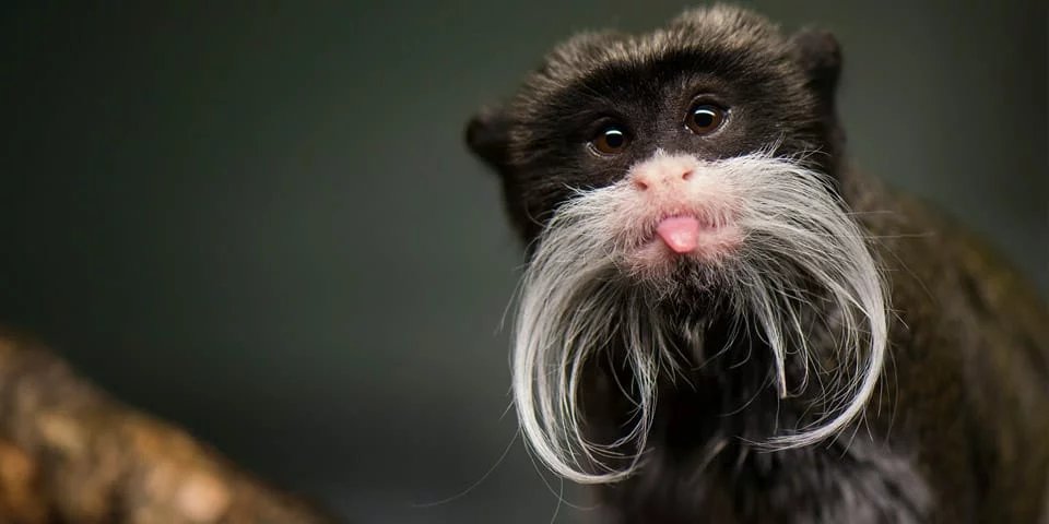 Emperor Tamarin
