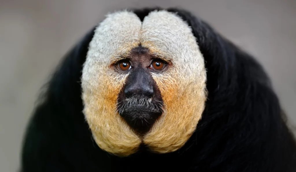 Pale-headed saki monkey
