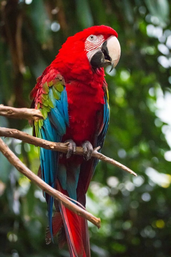 Green-Winged Macaw
