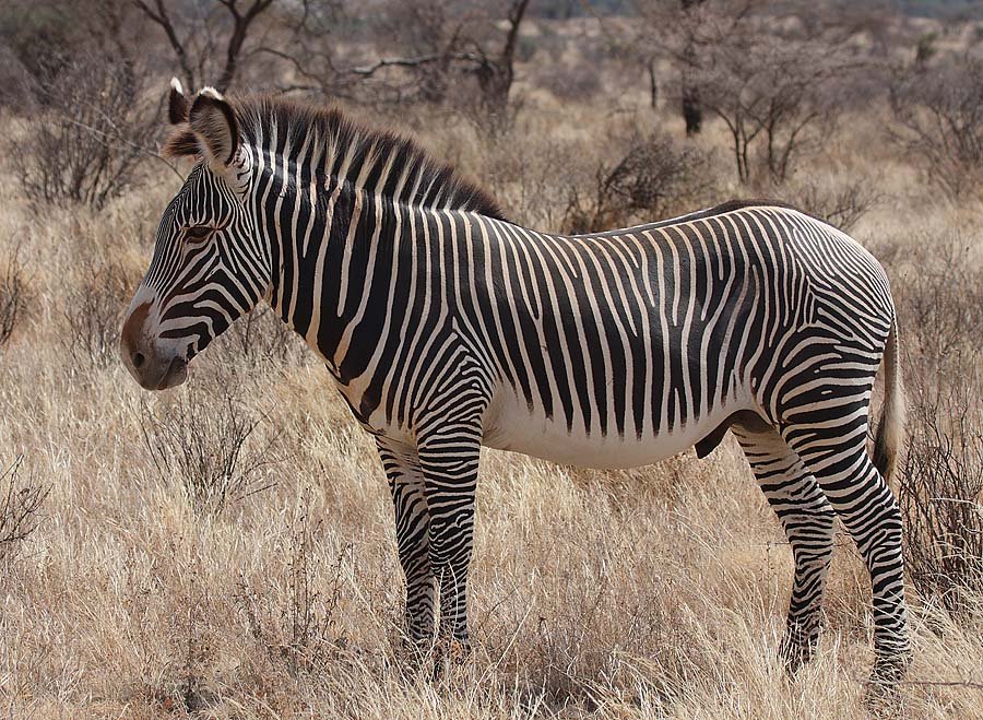 What is Grevy’s Zebra
