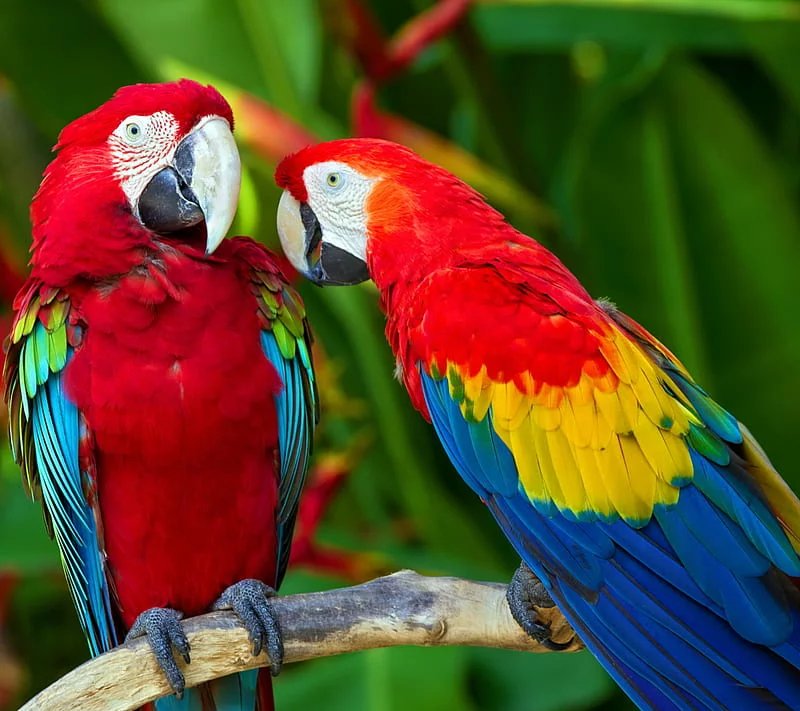 Green-Winged Macaw