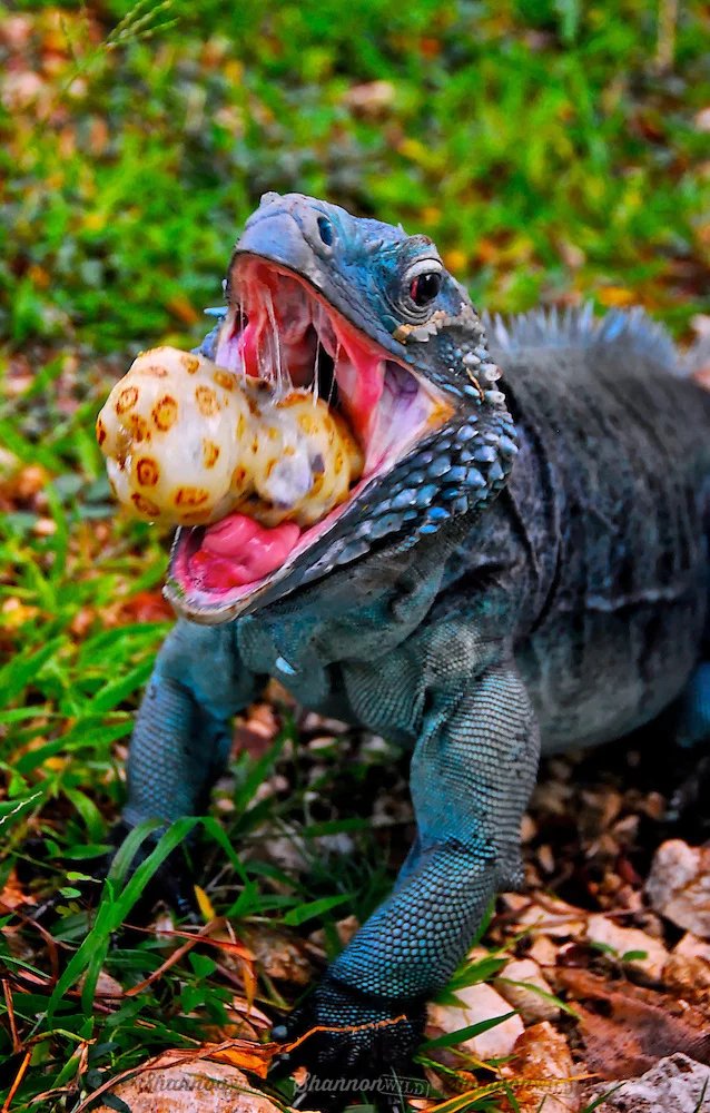 Grand Cayman Blue Iguana