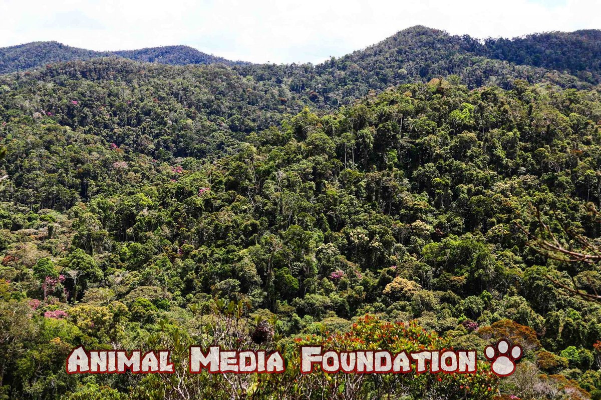 Where are the rainforests in Madagascar?