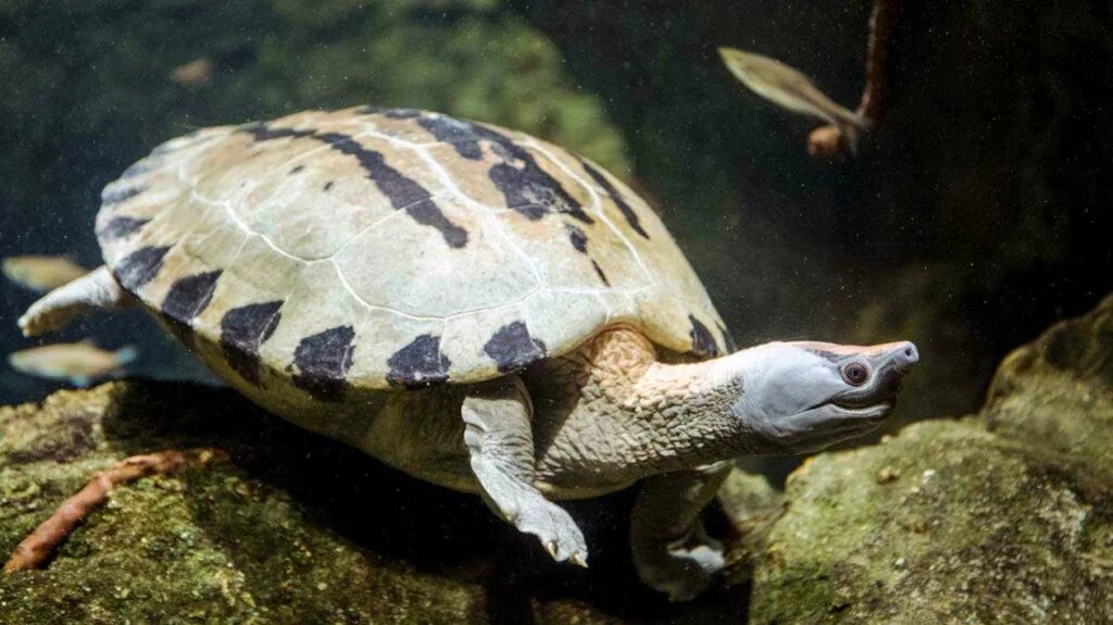 painted river terrapin